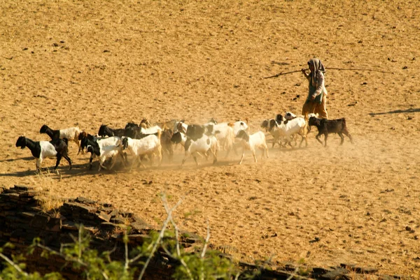 Пастух с козами на археологическом участке Баган в Мьянме — стоковое фото