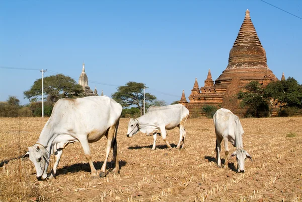 Vacas em frente ao templo de Shwegugyi — Fotografia de Stock