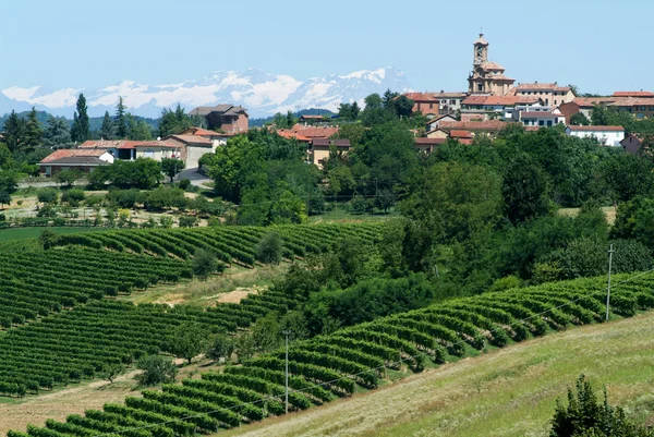 Vineyards of Monterrato on Piedmont — Stock Photo, Image