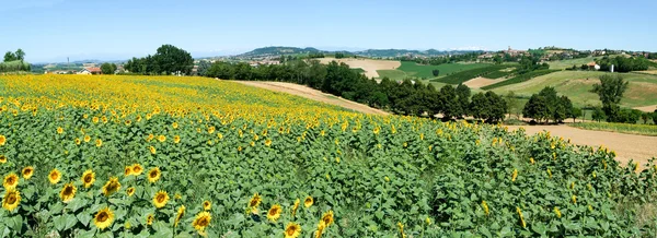 Champ de tournesols de Monterrato sur le Piémont — Photo