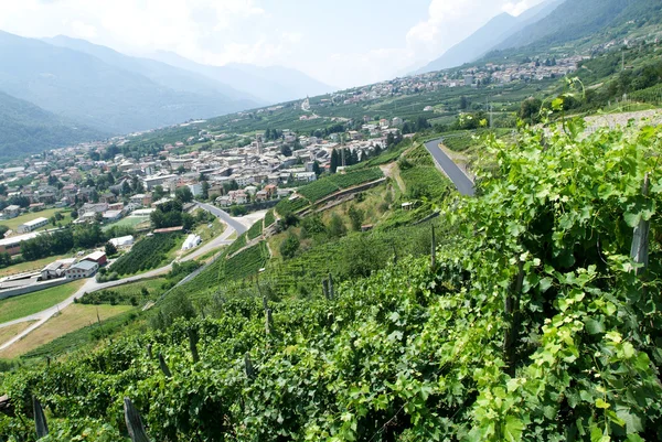 Vingårdarna i Valtellina — Stockfoto