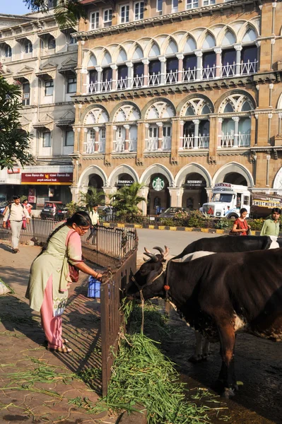 Personer erbjuder mat till helig ko i Mumbai, Indien — Stockfoto