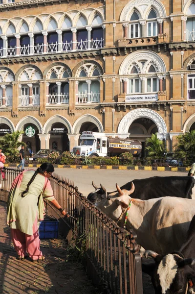 Personer erbjuder mat till helig ko i Mumbai, Indien — Stockfoto