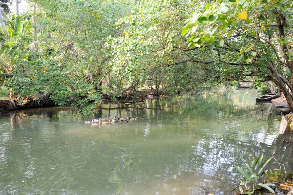 Ποταμός της backwaters σε Kollam — Φωτογραφία Αρχείου