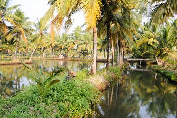 River backwaters na Kollam — Stock fotografie