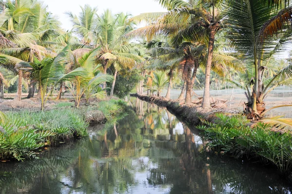 Floden Backwaters i Kollam — Stockfoto