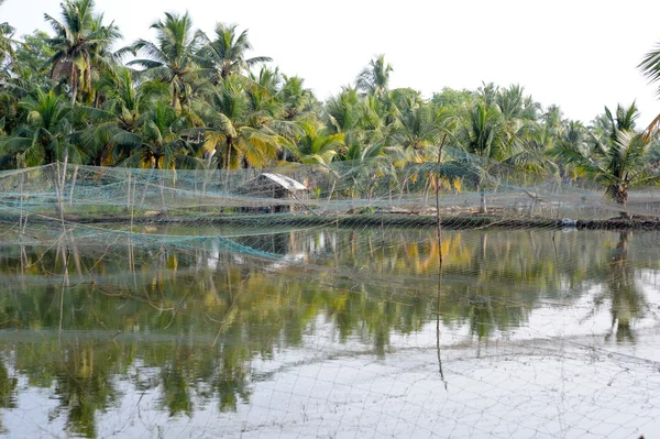 Granja de camarones en las aguas de Kollam — Foto de Stock