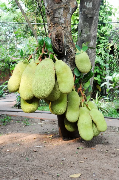 Jackfruit op de boom — Stockfoto