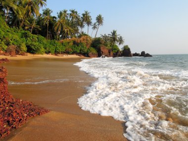 Sahilde hindistan cevizi palmiyeleri