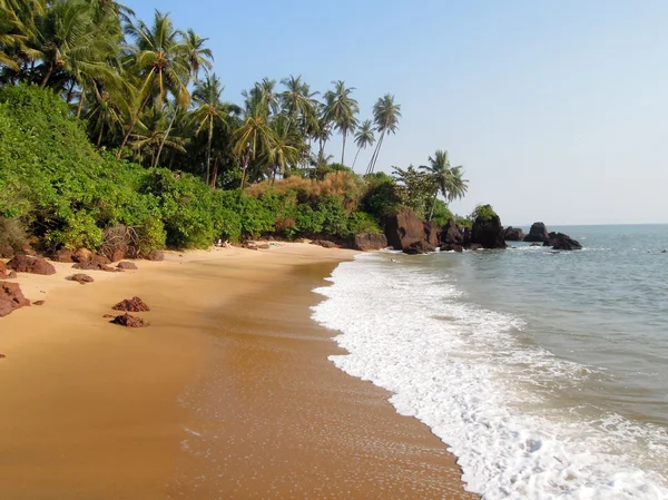 Cocotiers sur la plage — Photo