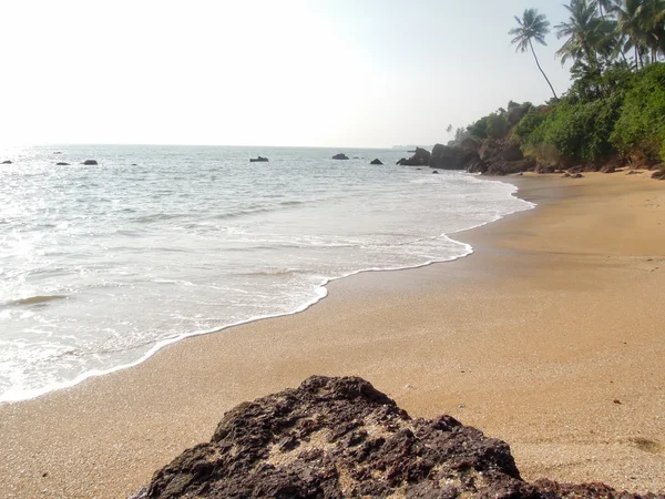 Palmeras de coco en la playa —  Fotos de Stock