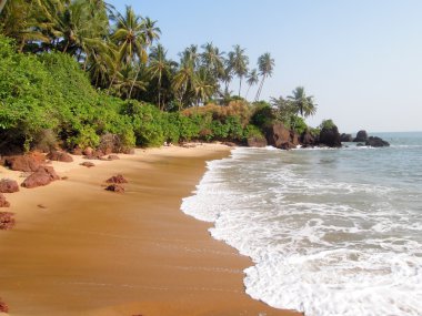 Sahilde hindistan cevizi palmiyeleri