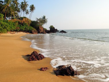 Sahilde hindistan cevizi palmiyeleri