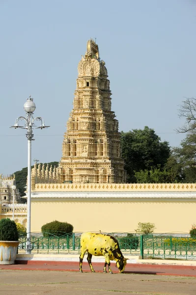 Uma vaca em frente ao templo Sri Bhuvaneshwari — Fotografia de Stock