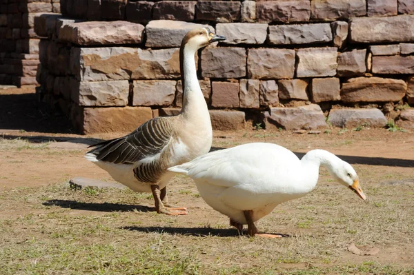 インド ・ サーンチーの偉大な仏教のストゥーパで 2 つのガチョウ — ストック写真