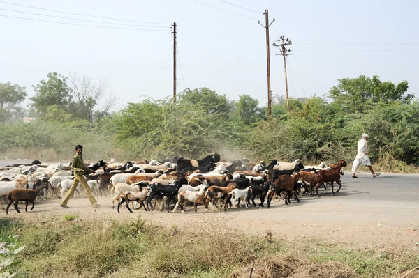 Agricultor atravessa a estrada com seu rebanho de ovelhas — Fotografia de Stock