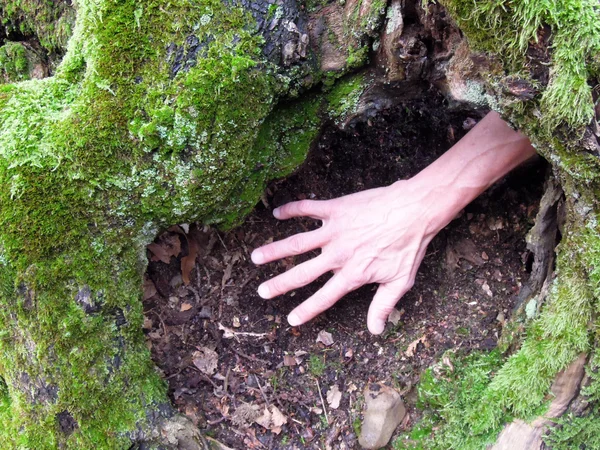 Hand die uit een gat in een boom — Stockfoto