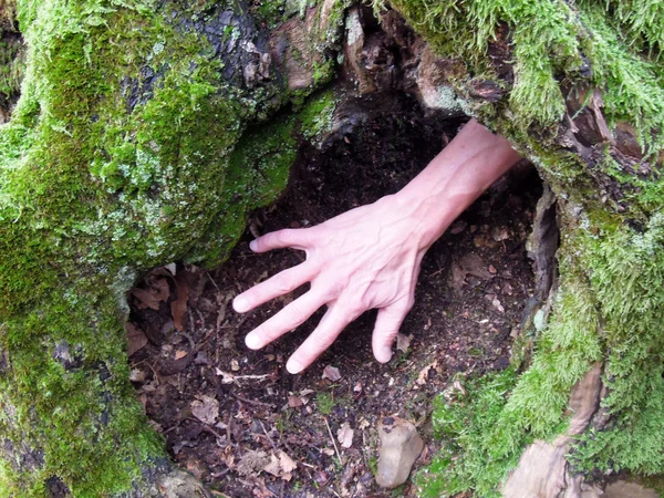 Mano saliendo de un agujero en un árbol —  Fotos de Stock