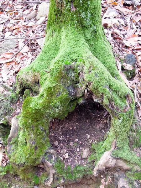 Raíces de árboles llenas de musgo — Foto de Stock