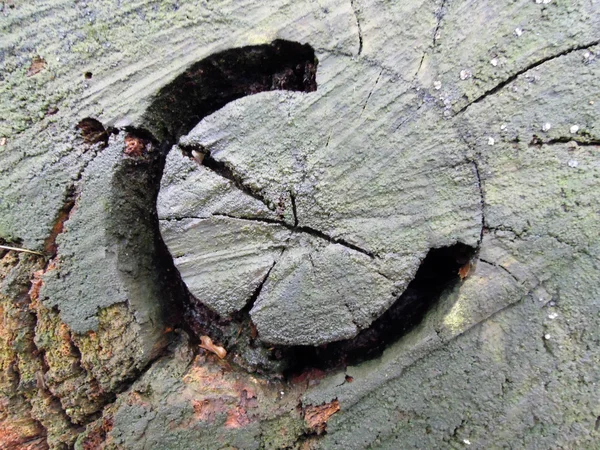 Holz für Hintergrund — Stockfoto