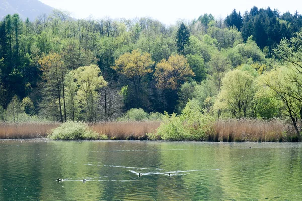 Reserva do Lago Piano no vale de Menaggio — Fotografia de Stock