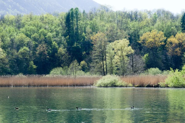 Reserva do Lago Piano no vale de Menaggio — Fotografia de Stock