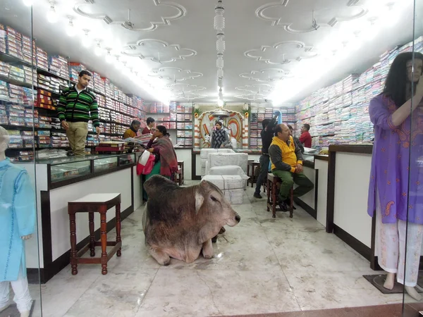 Sacred Cow lying in the middle of a shop — Stock Photo, Image