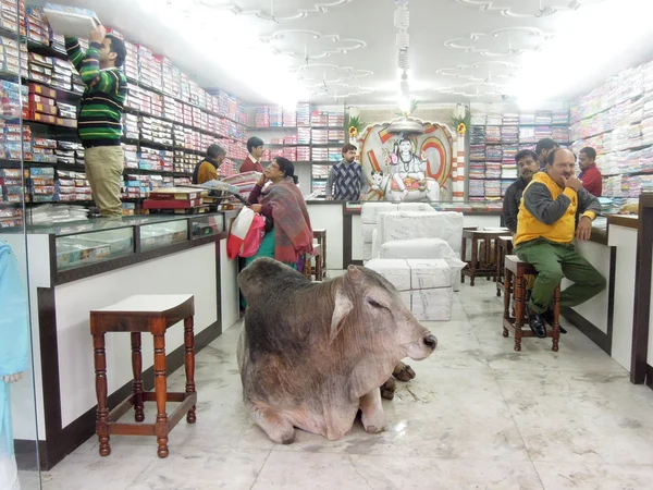 Heilige koe liggen in het midden van een winkel — Stockfoto