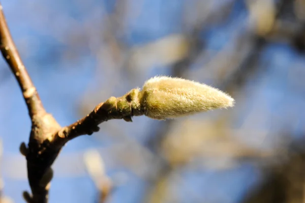 Magnolia bud na drzewie — Zdjęcie stockowe