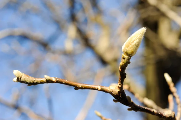 Magnolienknospe auf einem Baum — Stockfoto