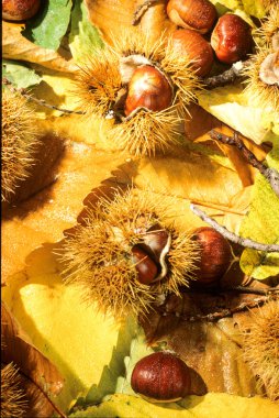 kestane ile sonbahar kompozisyon