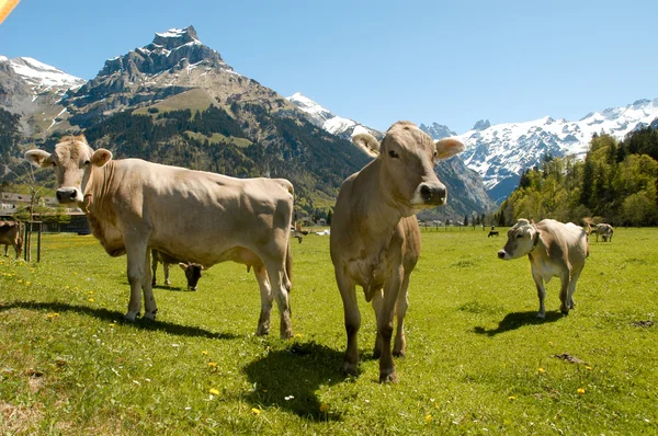 Brown cows in the alpine meadow — Stockfoto