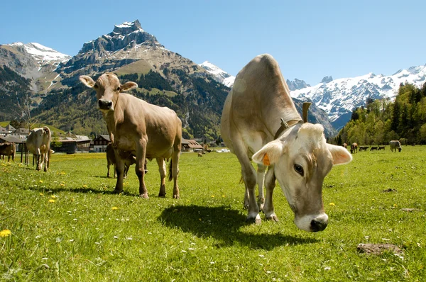 Vacas pardas en el prado alpino — Foto de Stock