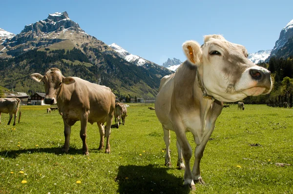 Brown cows in the alpine meadow — Stockfoto