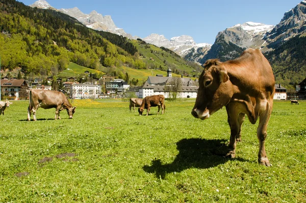 Brown cows in the alpine meadow — 图库照片
