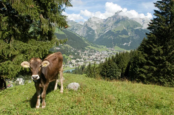 Brown cow in the alpine meadow — Stock Photo, Image