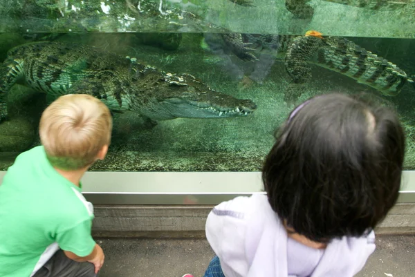 Childs observing crocodile on the aquarium of the Zoo Zurich — Stock Photo, Image