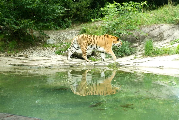 Tigre nello zoo di Zurigo — Foto Stock