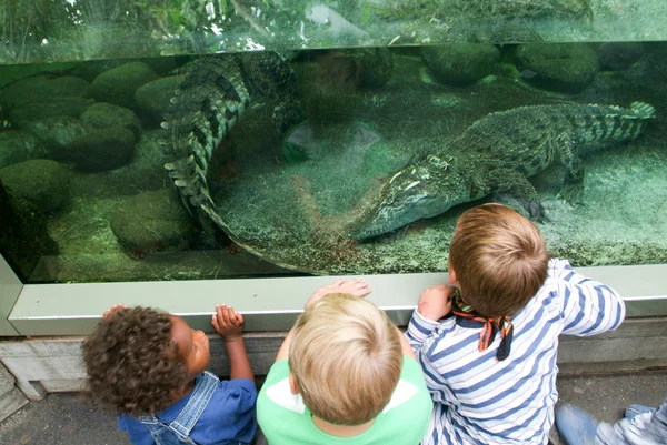 Childs observing crocodile on the aquarium of the Zoo Zurich — Stock Photo, Image