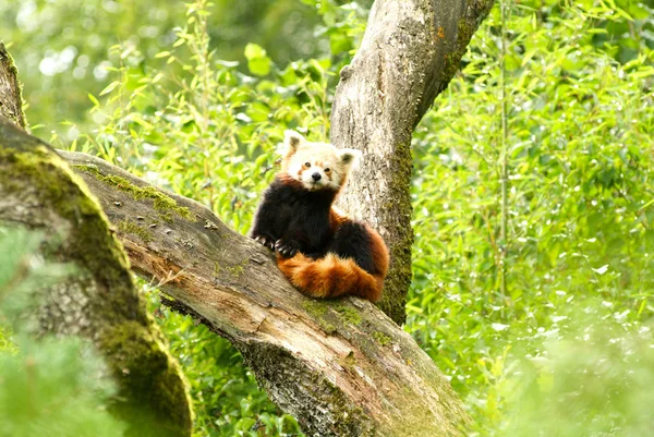 Vörös panda medve a zürichi állatkertben — Stock Fotó