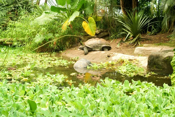 Tartaruga nella sala Masoala dello zoo di Zurigo — Foto Stock