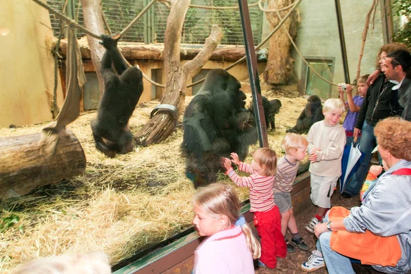 Pessoas observando gorilas no Zoológico de Zurique na Suíça — Fotografia de Stock