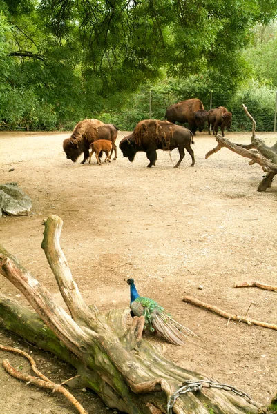 Buffalos y un pavo real en el zoológico de Zurich —  Fotos de Stock