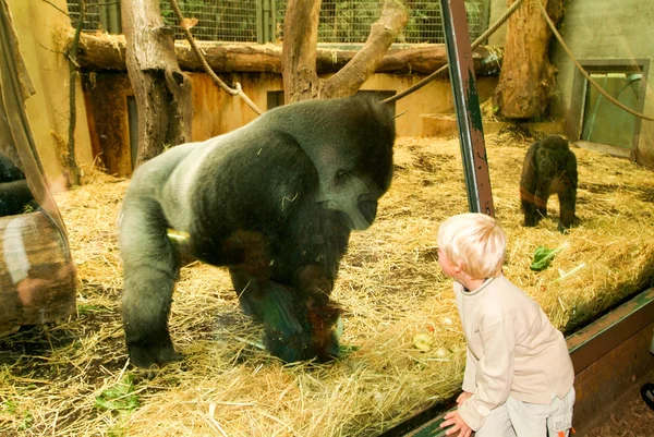 Pessoas observando gorilas no Zoológico de Zurique na Suíça — Fotografia de Stock