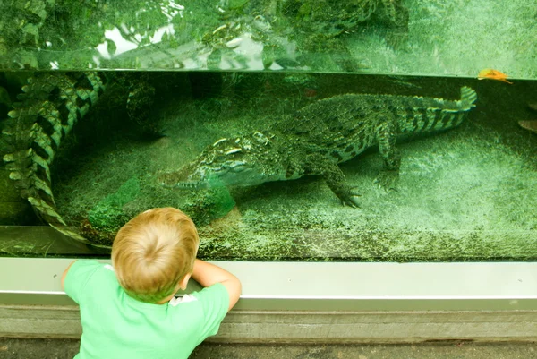 Child observing crocodile in aquarium — Stock Photo, Image