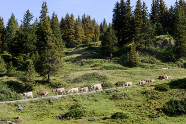 Truebsee yürüyen inek sürüsü