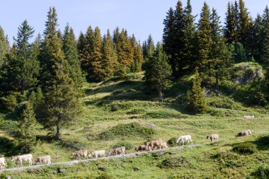 Truebsee yürüyen inek sürüsü