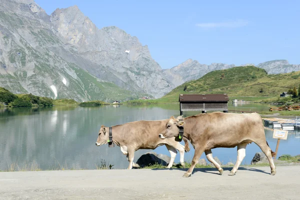 Beslag van koeien lopen voor meer Truebsee — Stockfoto