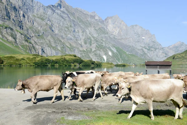 Beslag van koeien lopen voor meer — Stockfoto