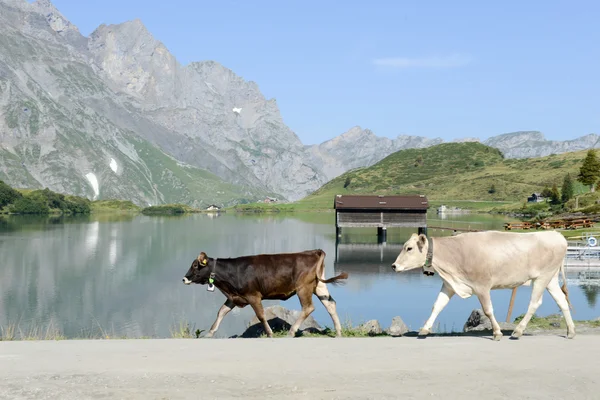 Manada de vacas caminando frente al lago —  Fotos de Stock